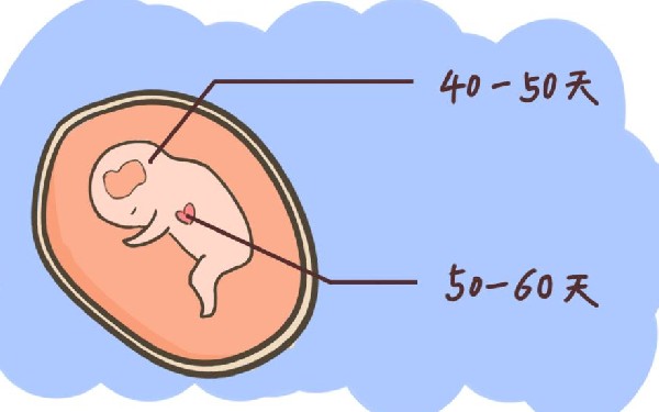 女性排卵期有什么症状，女性不排卵能做试管婴儿吗